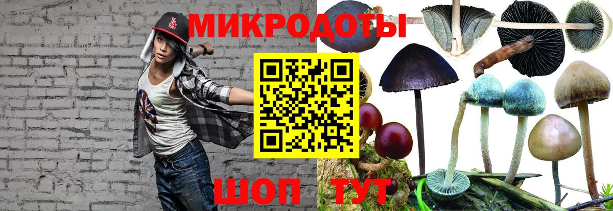 Галлюциногенные грибы Psilocybine cubensis Псков